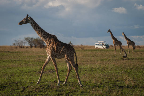 istock Wild giraffes in Maasai Mara, Kenya 645434780
