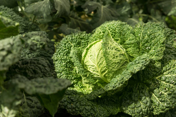 istock Organic vegetables garden 645435466