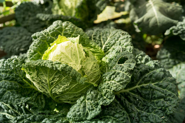 istock Organic vegetables garden 645438288