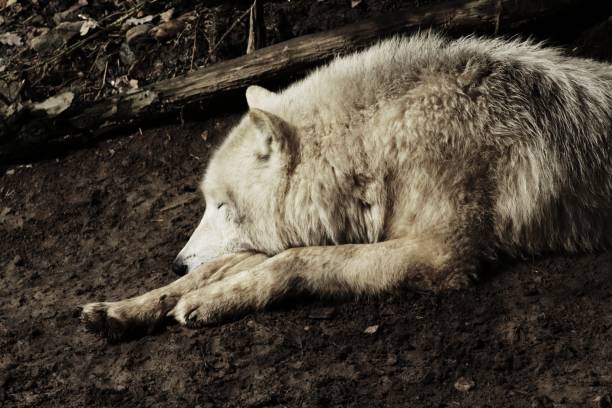 artic wolf - arctic bay imagens e fotografias de stock