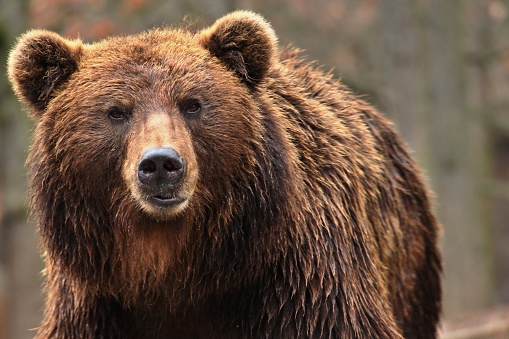 Animal from class ursine. Big brown bear in forest. Beast of prey  in nature.