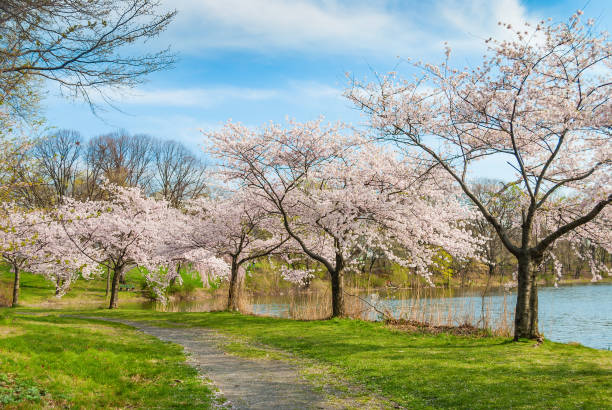 Cherry Blossoms in the Park stock photo