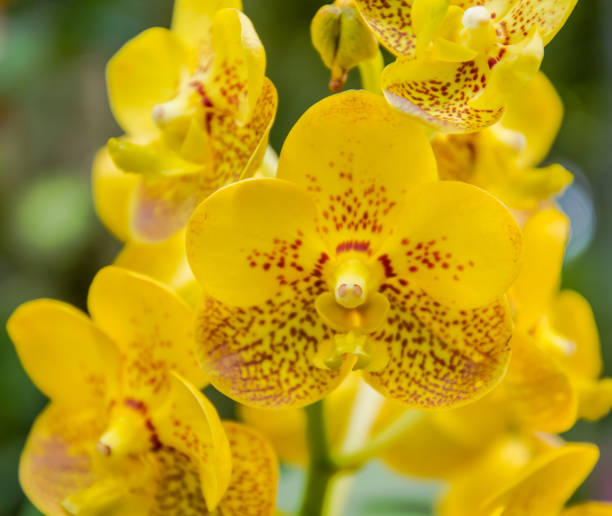 istock Yellow ascocenda orchid. 645442144