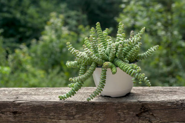 Crassula perforata or string of buttons plant in a garden Crassula perforata, rare succulent plant crassula stock pictures, royalty-free photos & images