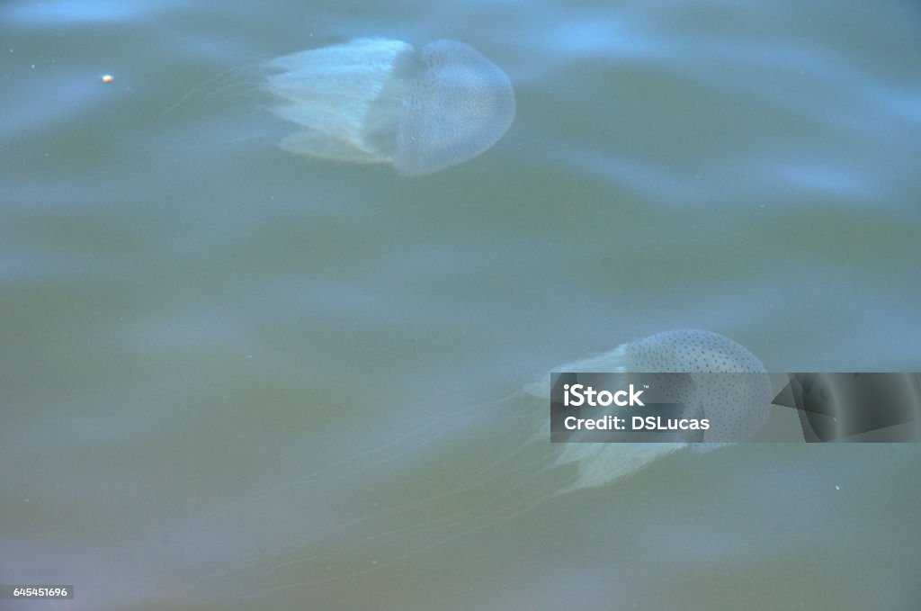 Medusa di fiume - Foto stock royalty-free di Acqua