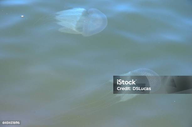 Medusa Di Fiume - Fotografie stock e altre immagini di Acqua - Acqua, Animale, Animale selvatico