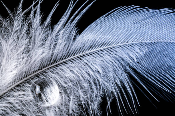 istock Drop of water on feather with gradient macro texture isolated 645451720
