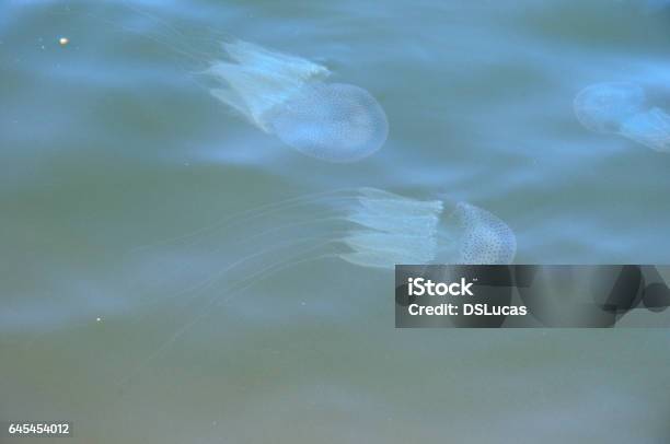 Medusa Di Fiume - Fotografie stock e altre immagini di Acqua - Acqua, Animale, Animale selvatico