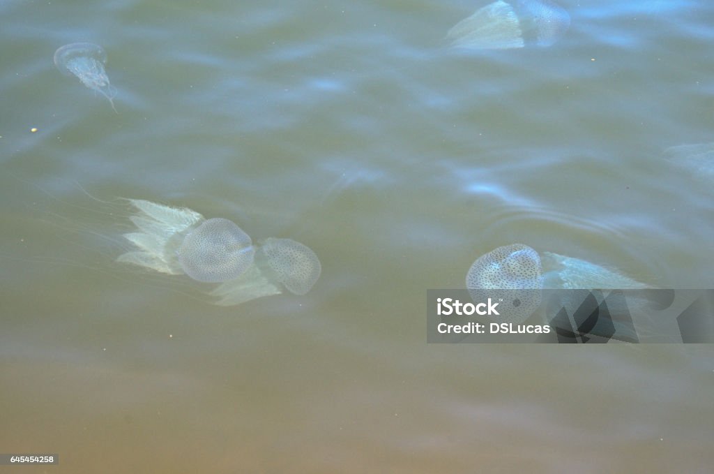 Medusa di fiume - Foto stock royalty-free di Acqua