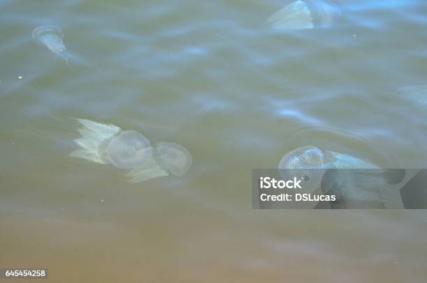 Medusa Di Fiume - Fotografie stock e altre immagini di Acqua - Acqua, Animale, Animale selvatico