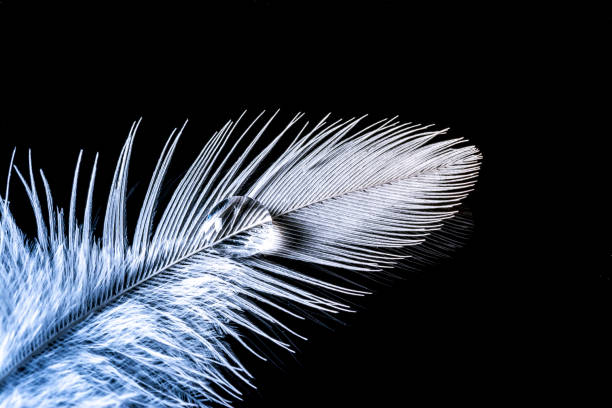 istock Drop of water on feather with gradient macro texture isolated 645455642