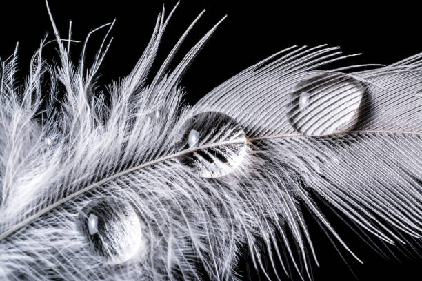 istock Drops of water on feather macro texture isolated 645456028