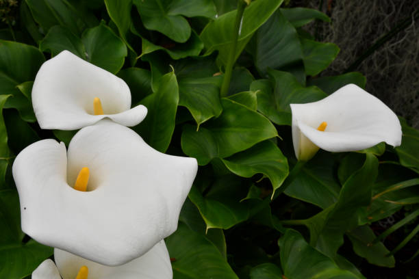 Calla lily (Zantedeschia) Calla lily (Zantedeschia) or Arum lily bloom, picture from Tenerife Spain. long stamened stock pictures, royalty-free photos & images