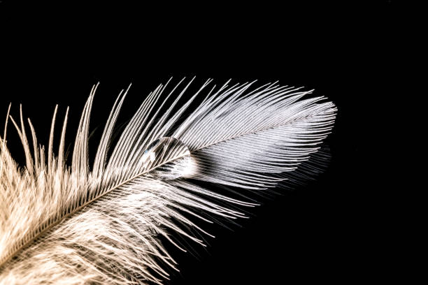 istock Drop of water on feather with gradient macro texture isolated 645461458