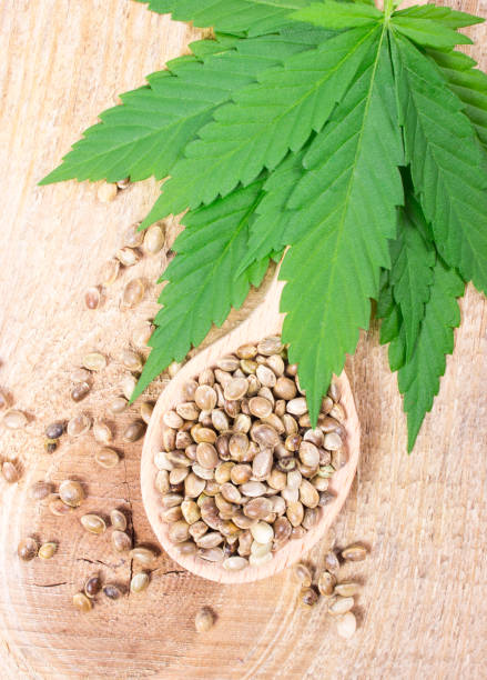 istock Cannabis leaf and seeds on wooden table. Close Up. 645462092