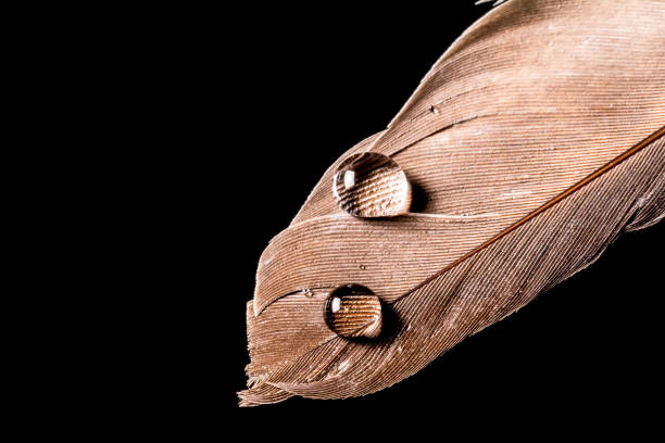 istock Drops of water on feather macro texture 645462266