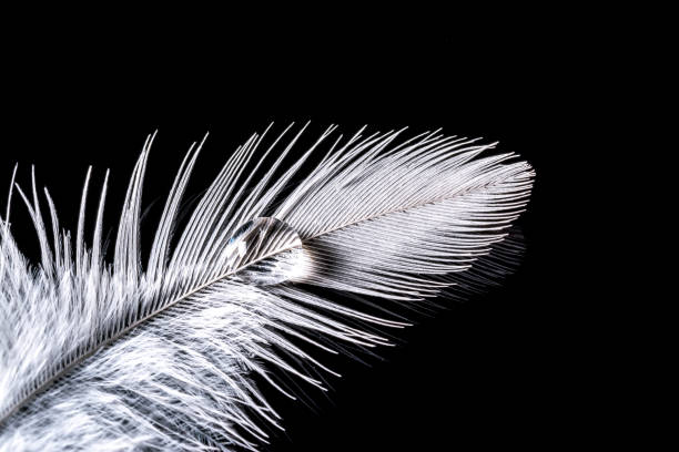 istock Drop of water on feather with gradient macro texture isolated 645462496