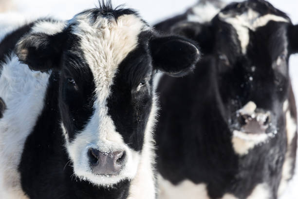 istock Pair of calves 645464222