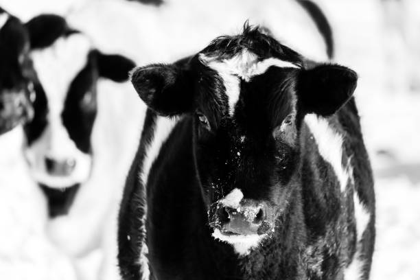istock Black and white image of calves 645465130