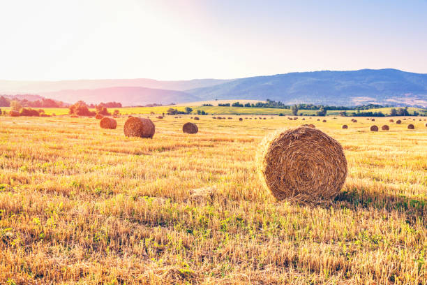 건초 bales의 필드입니다. 여름 끝에 수확. - wheat sunset bale autumn 뉴스 사진 이미지