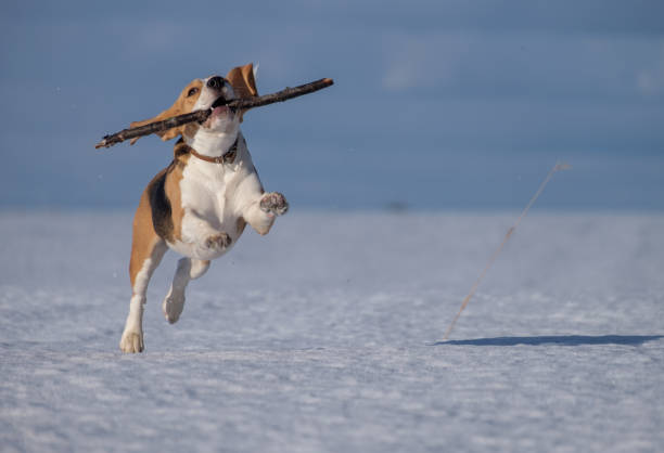 istock Beagle dog running in the snow 645468544