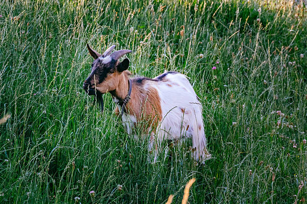 istock High Angle View Of Goat Grazing On Grassy Field 645469039