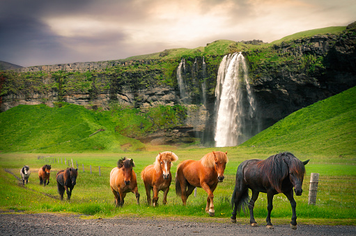 Amazing Seljalandsfoss waterfall in Iceland with Katla Volcano - The Icelandic red horse is a breed of horse developed - Iceland