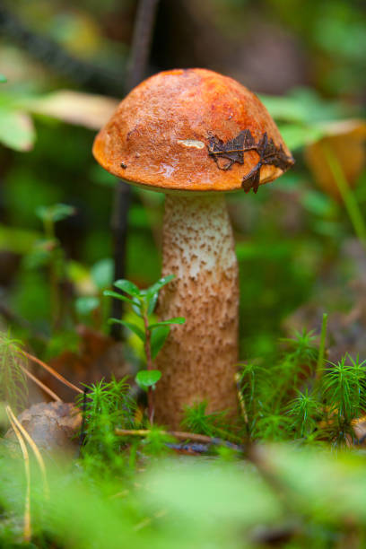 istock beautiful cap boletus growing in forest 645471270