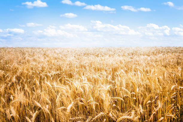 istock Bright blue sunny sky over a golden wheat field. 645471368