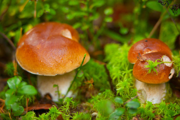 istock beautiful porcini mushroom growing in forest 645472160