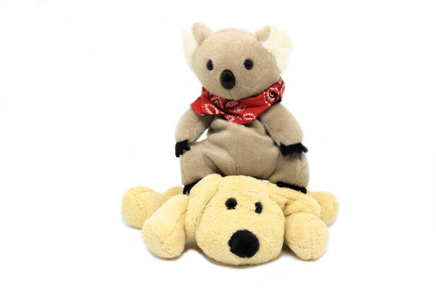 istock Doll Dog brown and  koala bare isolated on white 645475168