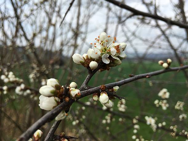 istock Close-Up Of Apple Blossoms In Spring 645476181