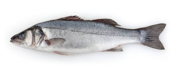 istock Sea bass isolated on white background with clipping path 645478132