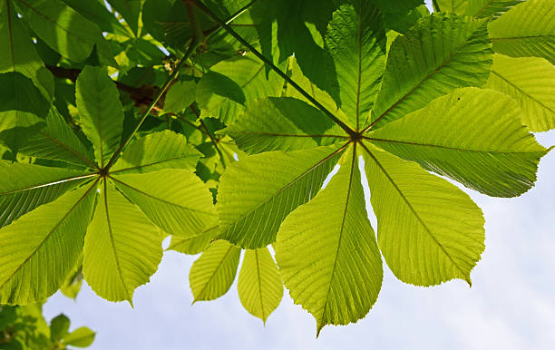 istock Low Angle View Of Leaves 645478875