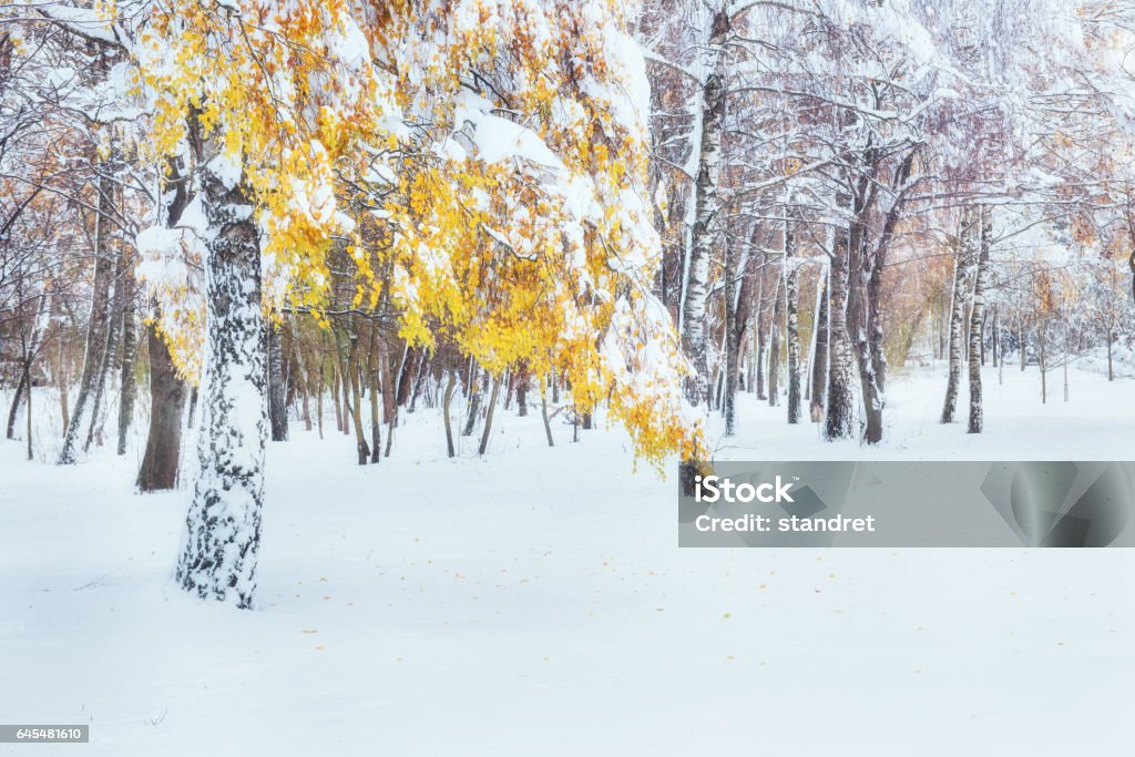 October mountain beech forest with first winter snow. In anticipation of holidays. October mountain beech forest with first winter snow. In anticipation of holidays Above Stock Photo