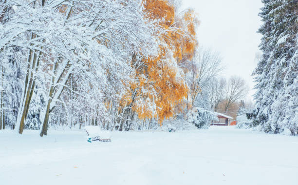 beech de octubre a las montañas que ofrece el bosque de la nieve de invierno - girdwood fotografías e im�ágenes de stock