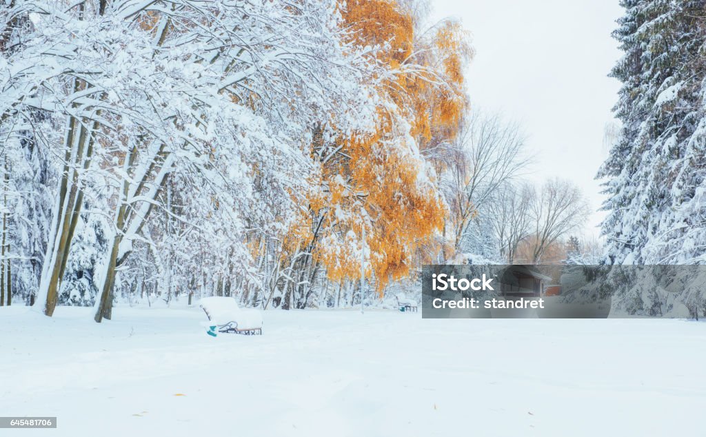 October mountain beech forest with first winter snow October mountain beech forest with first winter snow. Girdwood Stock Photo