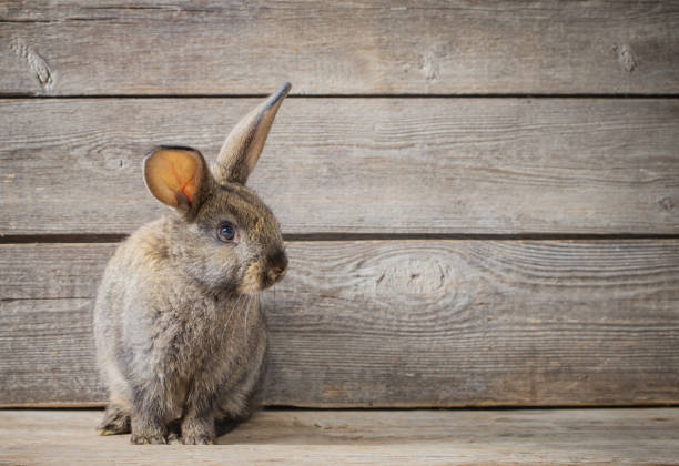 istock funny rabbit on wooden background 645484136