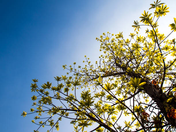 istock freshness leaves on blue sky and sunlight background 645491654