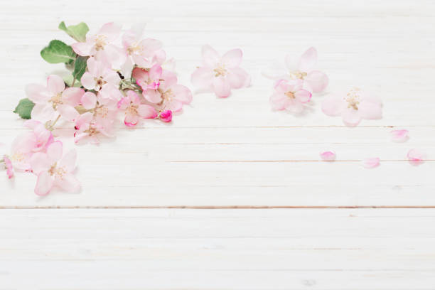 istock apple flowers on wooden background 645491858