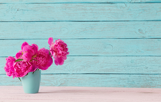 pink peony on blue background