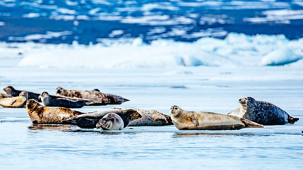 istock Seals On Frozen Lakeshore 645492841