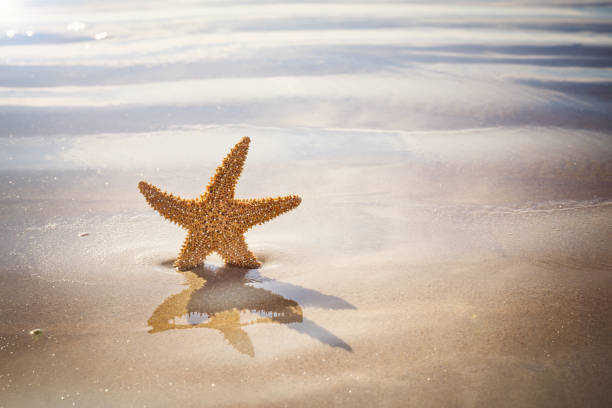 istock Starfish on a golden sandy beach 645494544