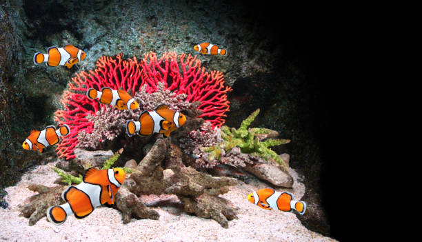istock Sea corals and clown fish 645496616