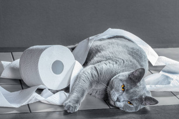 istock British Blue cat and toilet paper. 645498814