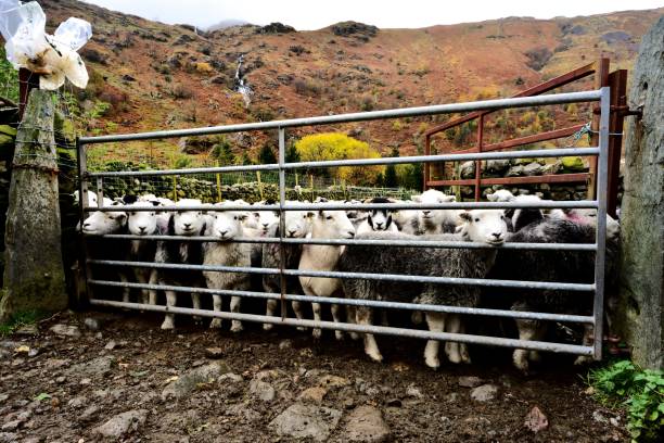 troupeau de moutons herdwick - enclos de ferme photos et images de collection