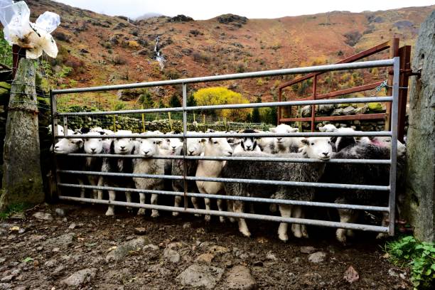 Flock of Herdwick Sheep Flock of Herdwick Sheep all penned up animal pen stock pictures, royalty-free photos & images