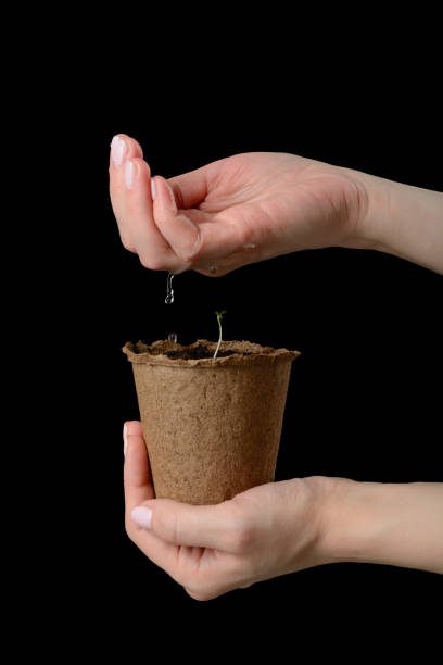istock Women's hands are holding a peat pot with seedlings and watered 645499312