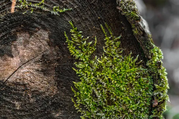 Photo of Natural texture. Moss growing on a cut tree