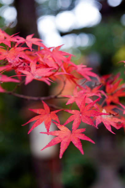 istock Red maple leaves during autumn in Kyoto, Japan 645499714